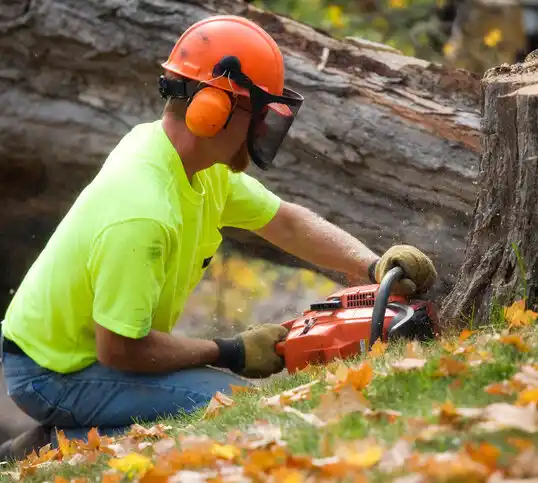 tree services Taylorsville